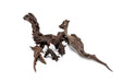 Natural Malaysian driftwood piece from UNSHARDSCAPE, showcasing its unique shape and weathered, organic wood texture.