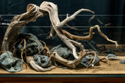 Natural Manzanita Driftwood piece with twisted branches and smooth surface, ideal for decorative or craft purposes.