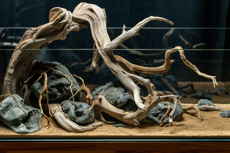 Natural Manzanita Driftwood piece with twisted branches and smooth surface, ideal for decorative or craft purposes.