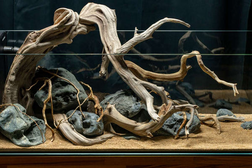 Natural Manzanita Driftwood piece with twisted branches and smooth surface, ideal for decorative or craft purposes.