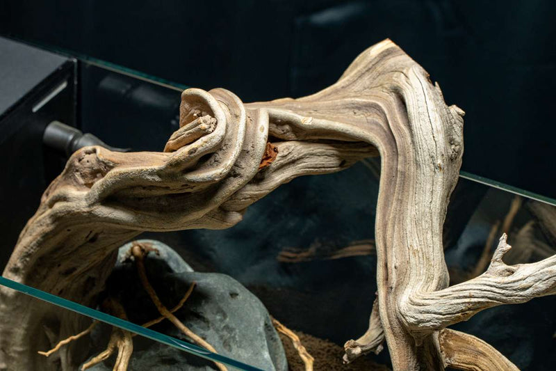 Natural Manzanita Driftwood piece with twisted branches, showcasing its smooth, weathered wood texture and unique organic shape.