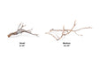 Manzanita Driftwood