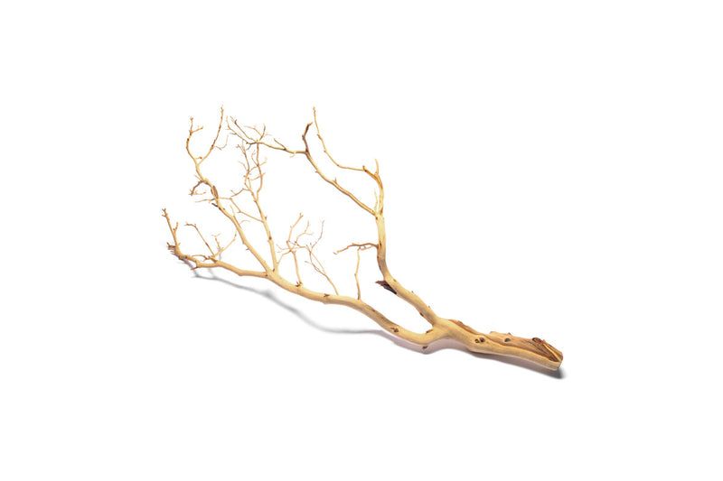 Sandblasted Manzanita Driftwood by DH, showing smooth, twisted branches ideal for decorative or artistic use.
