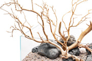 Sandblasted Manzanita Driftwood by DH, showcasing smooth, twisted natural wood with unique textures and organic shapes.