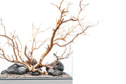 Sandblasted Manzanita Driftwood by DH, showcasing smooth, natural wood with intricate grain patterns and organic shape.