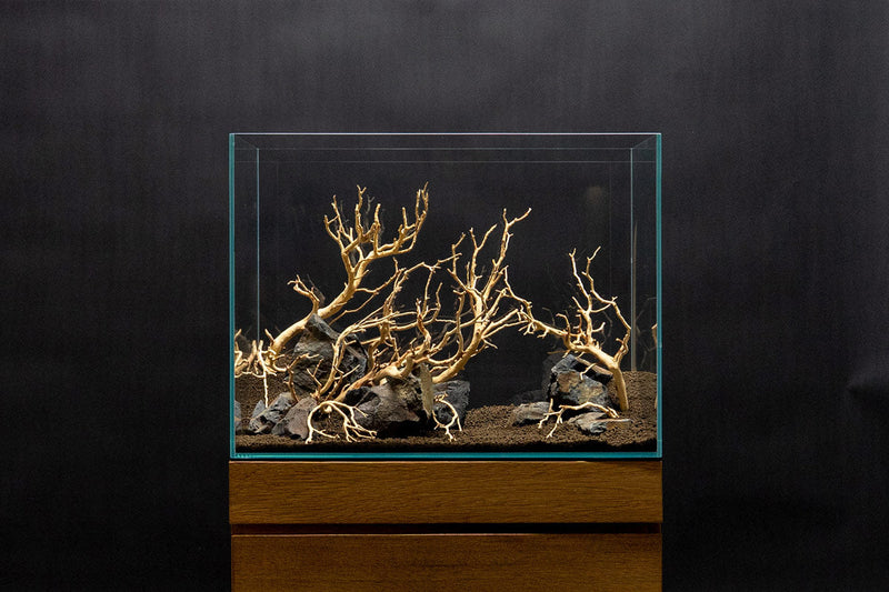 Sandblasted Manzanita Driftwood by DH, showcasing smooth, natural wood with intricate branches, ideal for decorative displays.
