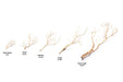 Manzanita Driftwood (Sandblasted)
