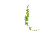 Close-up of BUCE Marcgravia Sintenisii terrarium plant with lush green leaves and vine-like growth.