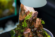 Close-up of BUCE Marcgravia Sintenisii terrarium plant with lush green leaves and vine-like growth, suitable for indoor terrarium decor.