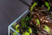 Healthy Marsilea Crenata aquatic plant from CPA showing lush green clover-like leaves, ideal for freshwater aquariums.