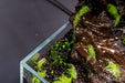 Marsilea Crenata