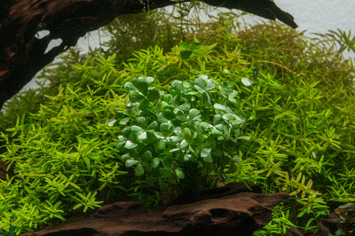 Marsilea Crenata