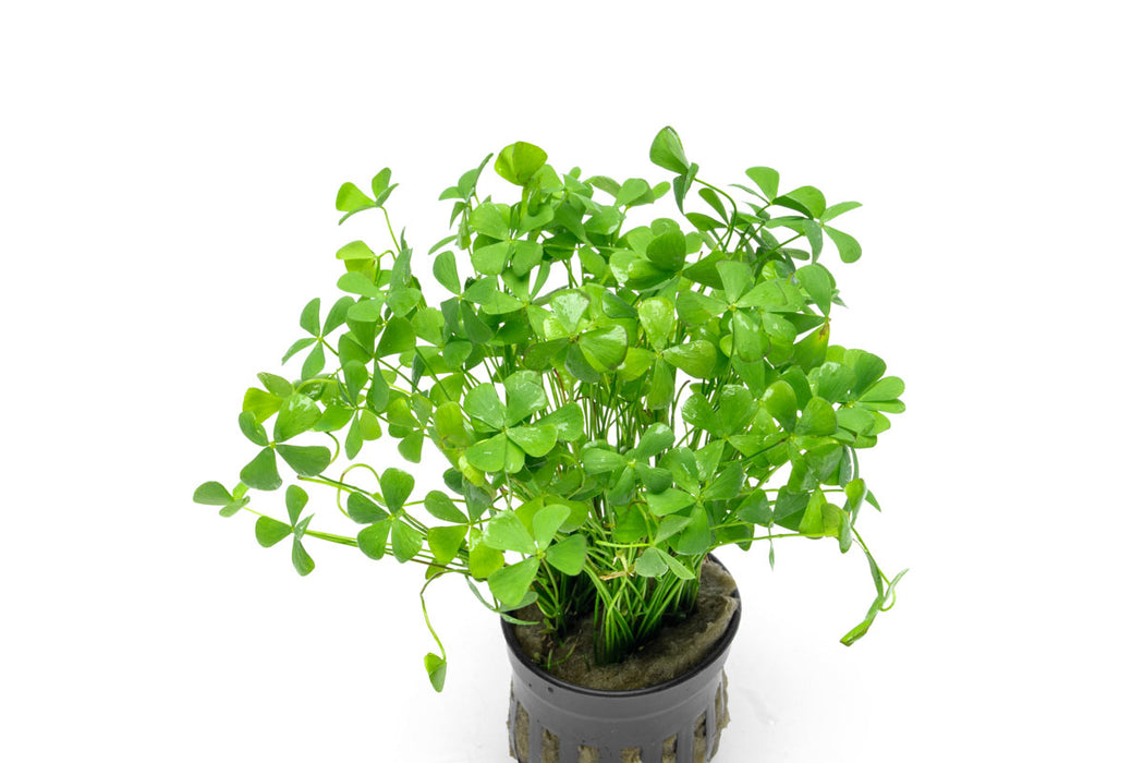 Marsilea Crenata