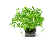 Marsilea Crenata