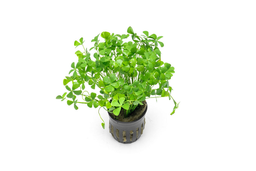 Marsilea Crenata