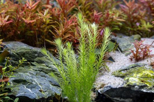 Healthy Mayaca Fluviatilis aquatic plant from ACW with lush green, grass-like foliage suitable for freshwater aquariums.