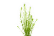 Healthy Mayaca Fluviatilis aquatic plant from ACW, featuring slender green stems and fine foliage for freshwater aquariums.