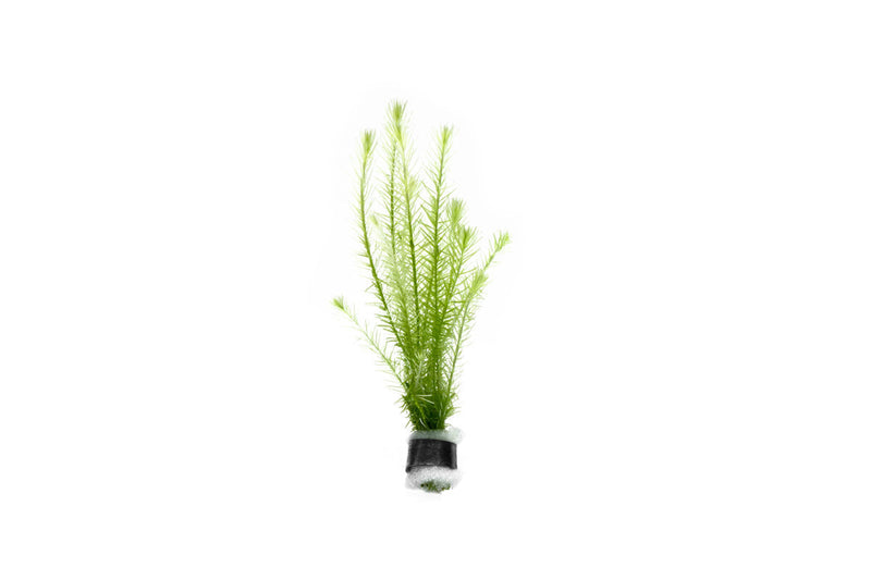 Healthy Mayaca Fluviatilis aquatic plant from ACW with slender green stems and fine leaves, ideal for freshwater aquariums.