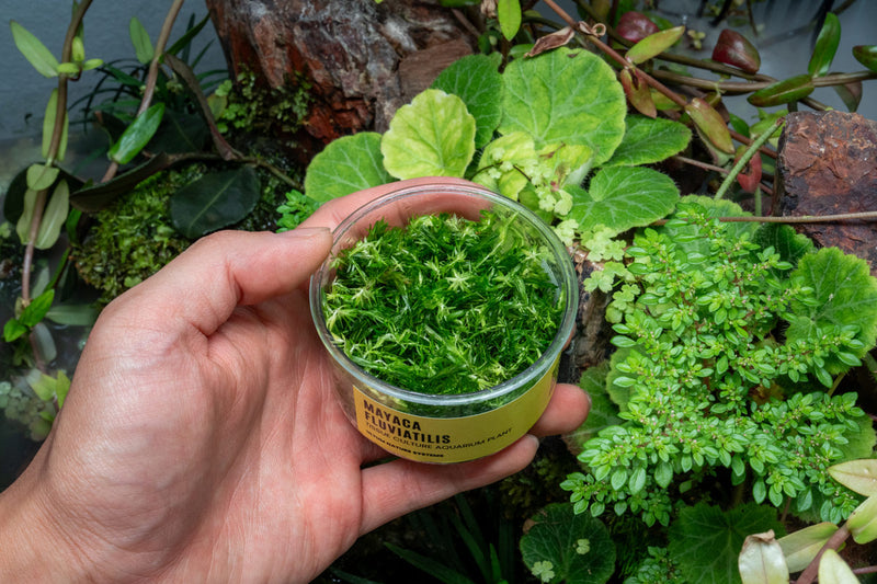 Mayaca Fluviatilis UNS Tissue Culture