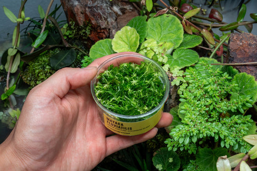 Mayaca Fluviatilis UNS Tissue Culture
