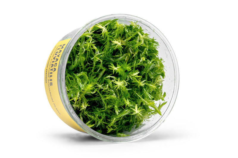 Mayaca Fluviatilis UNS Tissue Culture