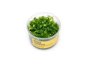 Mayaca Fluviatilis UNS Tissue Culture