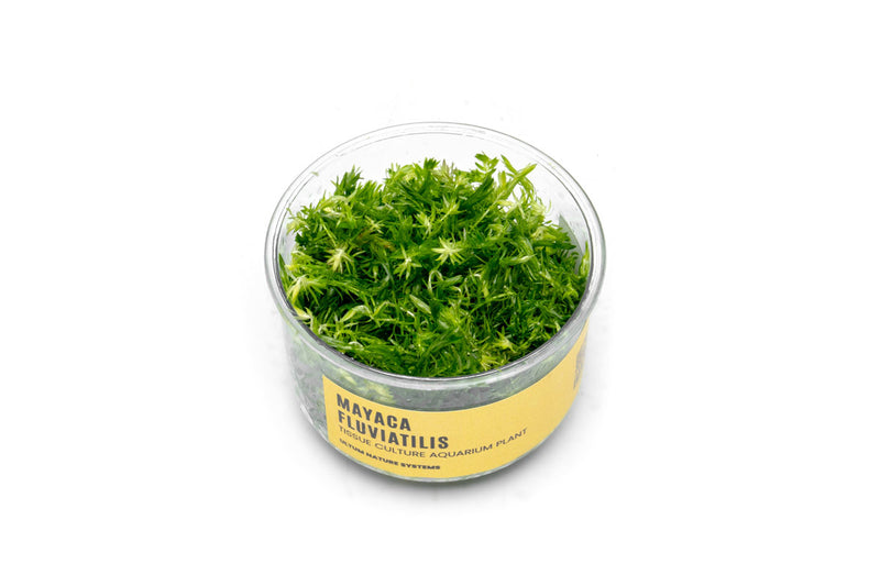 Mayaca Fluviatilis UNS Tissue Culture