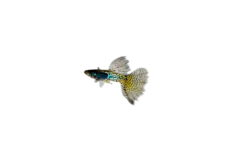 Metal Snakeskin Blue Grass Guppies, freshwater fish by JA, showcasing vibrant blue and metallic snakeskin pattern swimming in a tank.