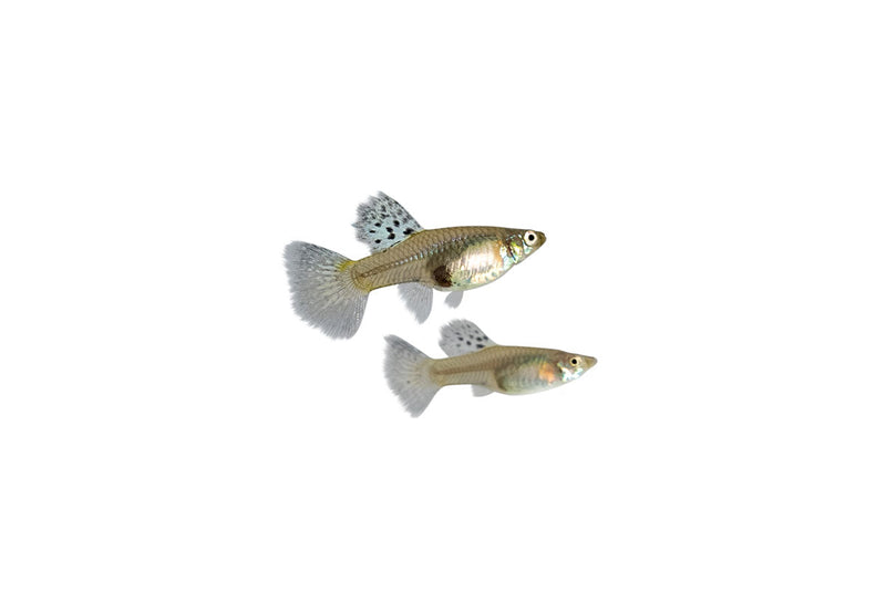 Metal snakeskin blue grass guppies, vibrant freshwater fish by JA, showcasing colorful, patterned scales and lively swimming behavior.