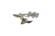 Metal snakeskin blue grass guppies, vibrant fish with shimmering blue and snakeskin pattern, from JA brand.