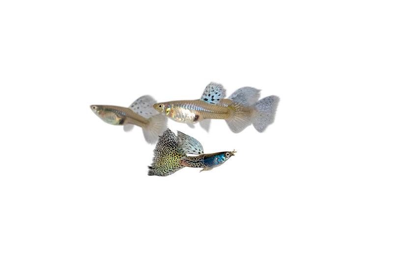 Metal snakeskin blue grass guppies, vibrant fish with shimmering blue and snakeskin pattern, from JA brand.
