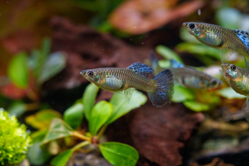 Metal snakeskin blue grass guppies, colorful freshwater fish by JA with vibrant blue and metallic patterning.