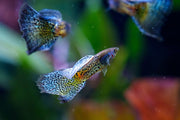 Metal snakeskin blue grass guppies, vibrant fish with shimmering blue and metallic snakeskin pattern, from JA brand.