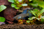 Metal snakeskin blue grass guppies, colorful freshwater fish from JA, with vibrant blue and metallic scales.