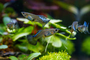 Metal snakeskin blue grass guppies, vibrant freshwater fish with metallic blue and snakeskin pattern, by JA.