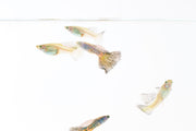 Metal snakeskin blue grass guppies, vibrant freshwater fish with iridescent blue and metallic patterns, by JA.