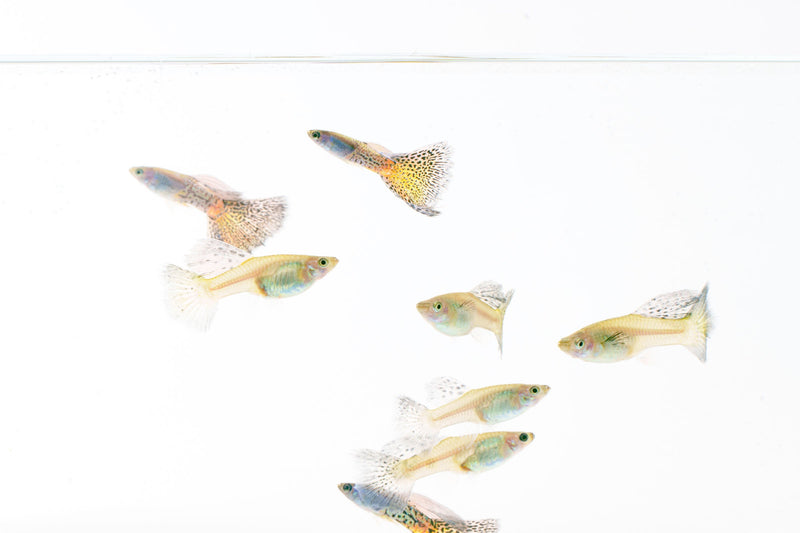Metal snakeskin blue grass guppies, colorful freshwater fish by JA, showcasing vibrant blue and metallic patterns in an aquarium setting.