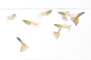 Metal snakeskin blue grass guppies, vibrant freshwater fish from JA with striking blue and metallic scales, swimming in an aquarium setting.