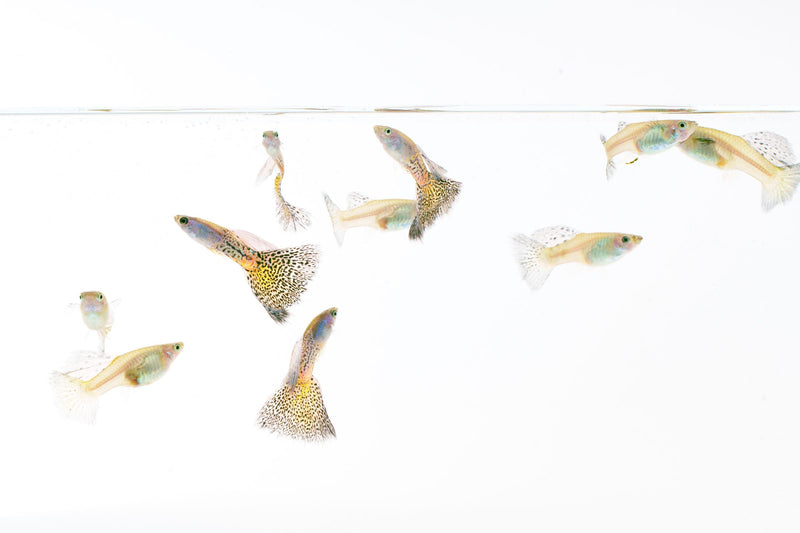 Metal snakeskin blue grass guppies, vibrant freshwater fish with iridescent blue and metallic snakeskin pattern, by JA.