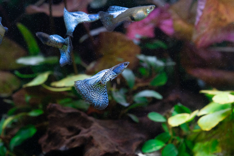 Metal snakeskin blue grass guppies, vibrant freshwater fish from JA with striking blue and metallic snakeskin patterns.