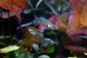 Metal snakeskin blue grass guppies, vibrant freshwater fish with metallic blue and snakeskin pattern, by JA.