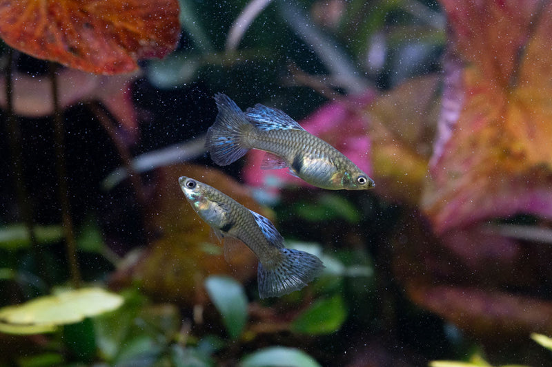 Metal snakeskin blue grass guppies, vibrant freshwater fish with metallic blue and snakeskin pattern, by JA.