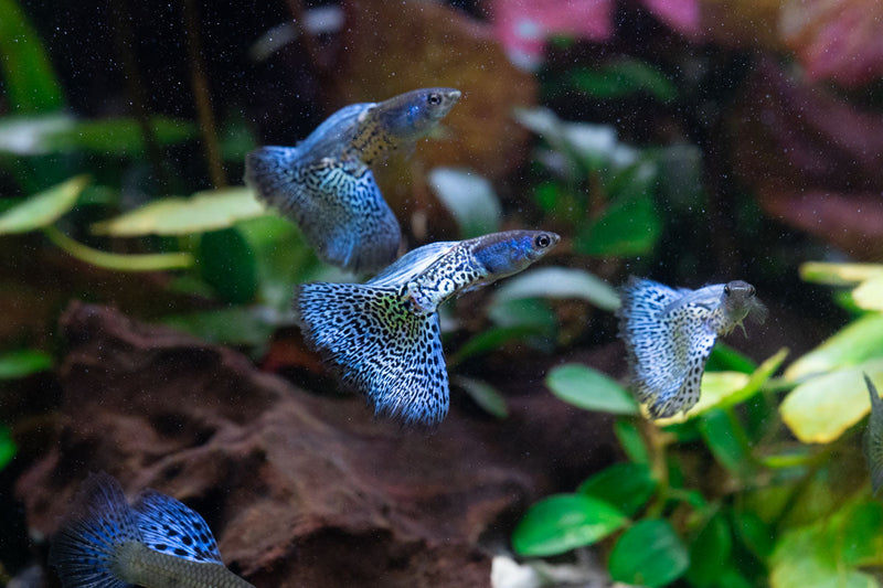 Metal snakeskin blue grass guppies, colorful freshwater fish by JA, showcasing vibrant blue and metallic scales.