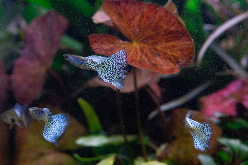 Metal snakeskin blue grass guppies, colorful fish with metallic blue and snakeskin pattern, swimming in freshwater aquarium.