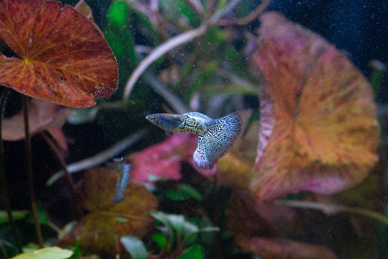 Metal snakeskin blue grass guppies, vibrant freshwater fish by JA with shimmering blue and metallic snakeskin pattern.