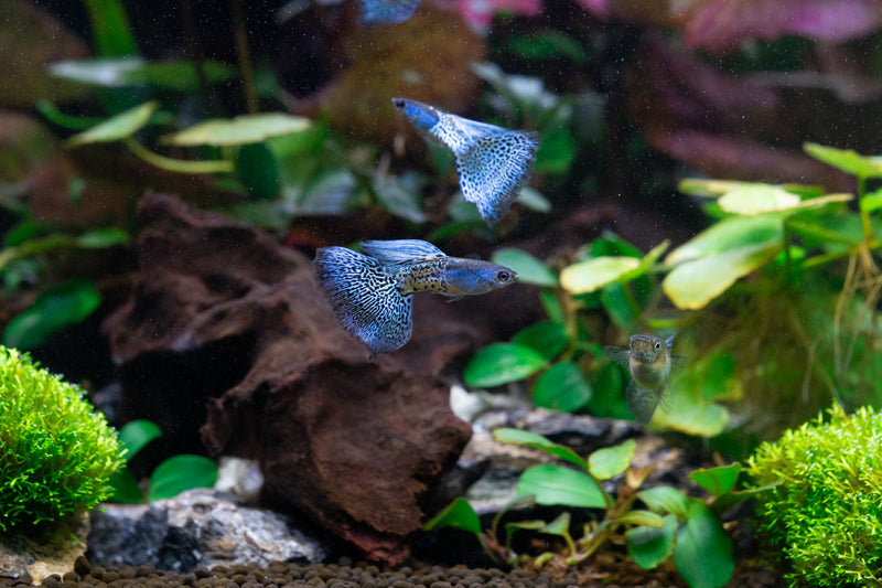 Metal snakeskin blue grass guppies, colorful freshwater fish by JA, showing vibrant blue and metallic snakeskin pattern.