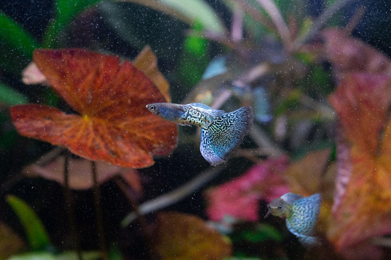 Blue grass guppies with metallic snakeskin pattern from JA, vibrant fish with blue and silver scales swimming in an aquarium.