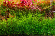 Micranthemum Micranthemoides (Pearl Weed) UNS Tissue Culture Aquatic Plant - Buce Plant