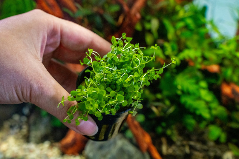 Healthy Micranthemum 'Monte Carlo' aquatic plant by CPA with dense green foliage, ideal for freshwater aquariums.