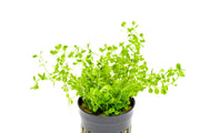 Healthy Micranthemum 'Monte Carlo' aquatic plant from CPA with lush green, low-growing foliage for freshwater aquariums.